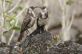 Pair of Floreana mockingbirds Adult,Mimidae,South America,Mimus,Scrub,Aves,Critically Endangered,trifasciatus,Omnivorous,Animalia,Flying,Terrestrial,Passeriformes,Chordata,IUCN Red List