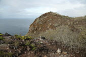 Floreana mockingbird habitat, Gardner-by-Floreana islet Habitat,Gardner-by-Floreana islet,Galapagos,Mimidae,South America,Mimus,Scrub,Aves,Critically Endangered,trifasciatus,Omnivorous,Animalia,Flying,Terrestrial,Passeriformes,Chordata,IUCN Red List