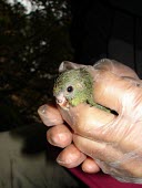 Young Malherbe's parakeet Chick,Flying,Animalia,Aves,Terrestrial,Forest,Chordata,Critically Endangered,IUCN Red List,Psittaciformes,Cyanoramphus,Omnivorous,Psittacidae,Australia