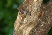 Lepilemur sahamalazensis, female in tree hole Lepilemur sahamalazensis,Sahamalaza sportive lemur,critically endangered,Wild