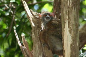 Lepilemur sahamalazensis, vigilant in tree hole Lepilemur sahamalazensis,Sahamalaza sportive lemur,critically endangered,Wild