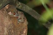 Lepilemur sahamalazensis, female with baby in tree hole Lepilemur sahamalazensis,Sahamalaza sportive lemur,critically endangered,Wild