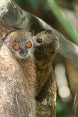 Lepilemur sahamalazensis, baby grooming mother in tree hole Lepilemur sahamalazensis,Sahamalaza sportive lemur,critically endangered,Wild