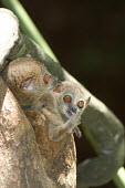 Lepilemur sahamalazensis, female with grooming baby in tree hole Lepilemur sahamalazensis,Sahamalaza sportive lemur,critically endangered,Wild