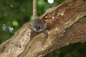 Lepilemur sahamalazensis, vigilant in tree hole Lepilemur sahamalazensis,Sahamalaza sportive lemur,critically endangered,Wild