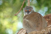 Lepilemur sahamalazensis, female Lepilemur sahamalazensis,Sahamalaza sportive lemur,critically endangered,Wild