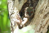 Lepilemur sahamalazensis, female making herself comfortable in tree hole Lepilemur sahamalazensis,Sahamalaza sportive lemur,critically endangered,Wild