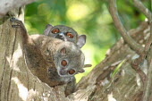 Lepilemur sahamalazensis, female with baby in tree hole Lepilemur sahamalazensis,Sahamalaza sportive lemur,critically endangered,Wild