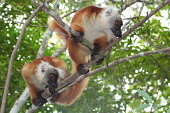 Eulemur macaco, female Eulemur macaco,black lemur,vulnerable,Wild