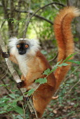 Eulemur macaco, female Eulemur macaco,black lemur,vulnerable,Wild