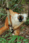 Eulemur macaco, female Eulemur macaco,black lemur,vulnerable,Wild