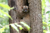 Lepilemur sahamalazensis, using bark as day time shelter Lepilemur sahamalazensis,Sahamalaza sportive lemur,critically endangered,Wild