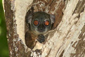 Lepilemur sahamalazensis, female in tree hole Lepilemur sahamalazensis,Sahamalaza sportive lemur,critically endangered,Wild