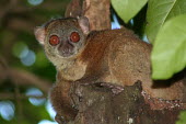 Lepilemur sahamalazensis, male Lepilemur sahamalazensis,Sahamalaza sportive lemur,critically endangered,Wild