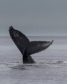 Humpback whales tail fluke fluke,diving,Wild,Rorquals,Balaenopteridae,Cetacea,Whales, Dolphins, and Porpoises,Chordates,Chordata,Mammalia,Mammals,South America,North America,South,Asia,Australia,Pacific,Africa,Aquatic,Particula