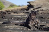 Galapagos marine iguana sitting on rock Wild,Squamata,Lizards and Snakes,Iguanidae,Chordates,Chordata,Reptilia,Reptiles,Terrestrial,Aquatic,North America,Animalia,Coastal,Amblyrhynchus,Appendix II,Iguandidae,Vulnerable,Shore,cristatus,Rock,