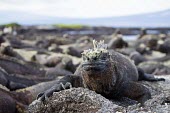 Galapagos marine iguana on rock, front view front view,Wild,Squamata,Lizards and Snakes,Iguanidae,Chordates,Chordata,Reptilia,Reptiles,Terrestrial,Aquatic,North America,Animalia,Coastal,Amblyrhynchus,Appendix II,Iguandidae,Vulnerable,Shore,cris