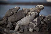 Group of Galapagos marine iguanas sitting on rock Wild,Squamata,Lizards and Snakes,Iguanidae,Chordates,Chordata,Reptilia,Reptiles,Terrestrial,Aquatic,North America,Animalia,Coastal,Amblyrhynchus,Appendix II,Iguandidae,Vulnerable,Shore,cristatus,Rock,