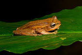 Beddomixalus bijui Beddomixalus bijui,Wild