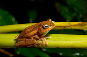 Beddomixalus bijui Beddomixalus bijui,Wild