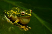 Raorchestes jayarami Raorchestes jayarami,Wild