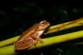 Beddomixalus bijui Beddomixalus bijui,Wild