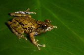 Raorchestes sushili Raorchestes sushili,Wild