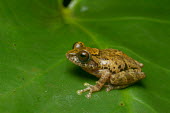 Raorchestes sushili Raorchestes sushili,Wild