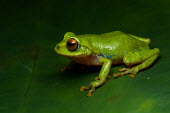 Raorchestes beddomei Raorchestes beddomei,Wild