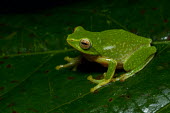 Raorchestes jayarami Raorchestes jayarami,Wild