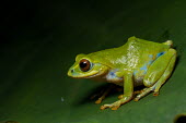 Raorchestes beddomei Raorchestes beddomei,Wild