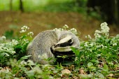 Badger grooming (Meles meles) Badger,Meles meles,Carnivores,Carnivora,Mammalia,Mammals,Chordates,Chordata,Weasels, Badgers and Otters,Mustelidae,Europe,meles,Temperate,Animalia,Meles,Coastal,Species of Conservation Concern,Scrub,W