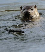 Common otter (Lutra lutra) Common otter,Lutra lutra,Wild,Mammalia,Mammals,Weasels, Badgers and Otters,Mustelidae,Carnivores,Carnivora,Chordates,Chordata,Animalia,Terrestrial,Wildlife and Conservation Act,Appendix I,Ponds and la