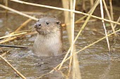 Common otter (Lutra lutra) Common otter,Lutra lutra,Wild,Mammalia,Mammals,Weasels, Badgers and Otters,Mustelidae,Carnivores,Carnivora,Chordates,Chordata,Animalia,Terrestrial,Wildlife and Conservation Act,Appendix I,Ponds and la