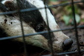 TB vaccination badger (Meles meles) Badger,Meles meles,TB,Tuberculosis,Vaccination,Carnivores,Carnivora,Mammalia,Mammals,Chordates,Chordata,Weasels, Badgers and Otters,Mustelidae,Europe,meles,Temperate,Animalia,Meles,Coastal,Species of