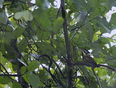 Olive-backed woodpecker bird,aves,perched,near threatened,female