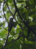 Olive-backed woodpecker bird,aves,perched,near threatened,female