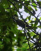 Olive-backed woodpecker bird,aves,perched,near threatened,female