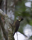 Buff-necked woodpecker on branch bird,aves,perched,woodpecker,Picidae,Piciformes,Asia,Carnivorous,Terrestrial,Forest,tukki,Near Threatened,Flying,Meiglyptes,Aves,Animalia,Chordata,IUCN Red List