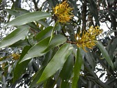 Flowers and leaves of Angelica-do-brejo tree Mature form,Flower,Leaves,Terrestrial,Tracheophyta,Vochysiaceae,South America,Plantae,Magnoliopsida,Photosynthetic,Vochysiales,Vochysia