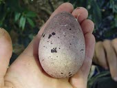 White-tailed tropicbird egg Egg,Chordates,Chordata,Ciconiiformes,Herons Ibises Storks and Vultures,Phaethontidae,Tropicbirds,Aves,Birds,South America,Animalia,Coastal,Shore,Phaethon,Flying,Indian,North America,Asia,Pacific,Least