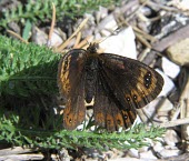 Spring ringlet Near Threatened,Fluid-feeding,Terrestrial,Flying,Europe,IUCN Red List,Rock,Temperate,Herbivorous,Erebia,Nymphalidae,Lepidoptera,Animalia,Insecta,Arthropoda