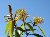 Angelica-do-brejo tree in flower Flower,Leaves,Mature form,Terrestrial,Tracheophyta,Vochysiaceae,South America,Plantae,Magnoliopsida,Photosynthetic,Vochysiales,Vochysia