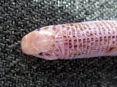 Zarudnyis worm lizard head detail; dorsal view Adult,Amphisbaenia,Desert,Diplometopon,Subterranean,Trogonophidae,Reptilia,Carnivorous,Least Concern,Chordata,Terrestrial,Asia,Animalia,IUCN Red List