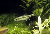 Blackchin shiner Adult,IUCN Red List,Notropis,Chordata,Ponds and lakes,Cypriniformes,Least Concern,Fresh water,Aquatic,Actinopterygii,Streams and rivers,Carnivorous,Animalia,Cyprinidae,North America