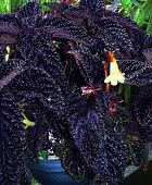 Gasteranthus atratus foliage and flower Leaves,Flower,Mountains,Gesneriaceae,Terrestrial,Tracheophyta,Plantae,Critically Endangered,Gasteranthus,South America,Photosynthetic,IUCN Red List,Scrophulariales,Magnoliopsida,Forest