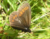 Sudeten ringlet Flying,Insecta,Erebia,Europe,Temperate,Animalia,Arthropoda,Lepidoptera,IUCN Red List,Grassland,Terrestrial,Rock,Nymphalidae,Vulnerable,Forest