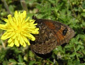 Underside of spring ringlet wing Near Threatened,Fluid-feeding,Terrestrial,Flying,Europe,IUCN Red List,Rock,Temperate,Herbivorous,Erebia,Nymphalidae,Lepidoptera,Animalia,Insecta,Arthropoda