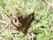 Spring ringlet on grass Near Threatened,Fluid-feeding,Terrestrial,Flying,Europe,IUCN Red List,Rock,Temperate,Herbivorous,Erebia,Nymphalidae,Lepidoptera,Animalia,Insecta,Arthropoda