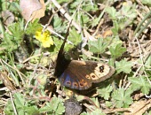 Spring ringlet with iridescence on wings visable Near Threatened,Fluid-feeding,Terrestrial,Flying,Europe,IUCN Red List,Rock,Temperate,Herbivorous,Erebia,Nymphalidae,Lepidoptera,Animalia,Insecta,Arthropoda